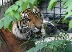 Remaja Di Siak Tewas Diterkam Harimau Saat Listrik Mati